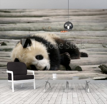 Bild på Giant panda